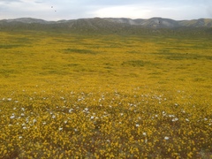 Linanthus dichotomus