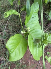 Mondia whitei, photograph author not stated, no rights reserved