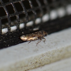 Xestocephalus tessellatus
