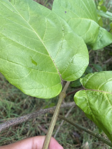 Mondia whitei, photograph 6