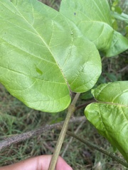 Mondia whitei, photograph author not stated, no rights reserved