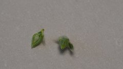 Cryptantha intermedia intermedia