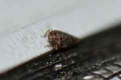 Xestocephalus tessellatus