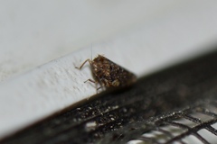 Xestocephalus tessellatus