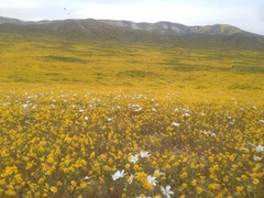 Linanthus dichotomus