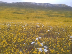 Linanthus dichotomus