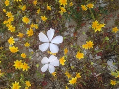 Linanthus dichotomus