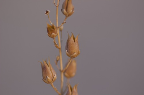 Image of Thurber's Beardtongue (Penstemon thurberi) by no rights reserved