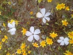 Linanthus dichotomus