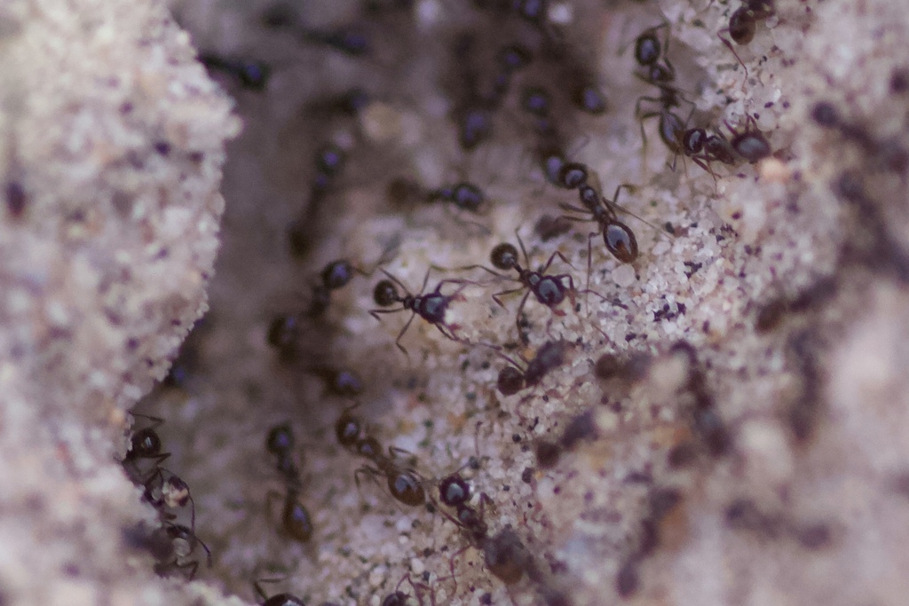 Black Harvester Ant from San Bernardino County, CA, USA on December 27 ...