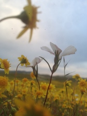 Linanthus dichotomus