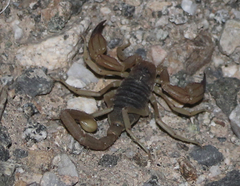 Smeringurus vachoni
