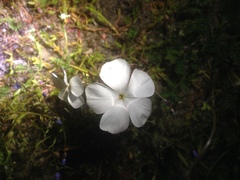 Linanthus dichotomus