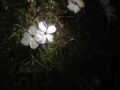 Linanthus dichotomus