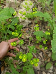 Euphorbia roemeriana