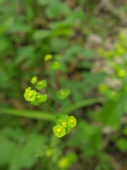 Euphorbia roemeriana