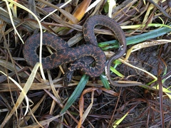 Clonophis kirtlandii