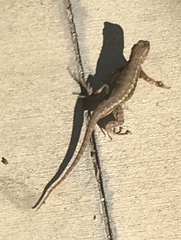 Sceloporus occidentalis