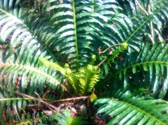 Neoblechnum brasiliense