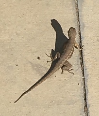 Sceloporus occidentalis