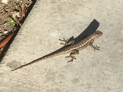 Sceloporus occidentalis