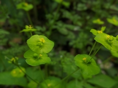 Euphorbia roemeriana