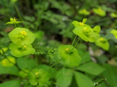 Euphorbia roemeriana