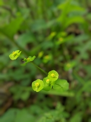 Euphorbia roemeriana