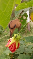 Formicidae