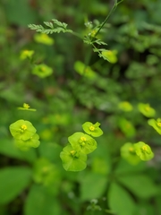 Euphorbia roemeriana