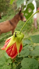 Formicidae