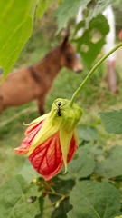 Formicidae