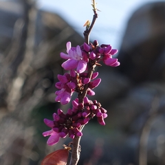 Cercis occidentalis