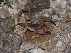Smeringurus vachoni