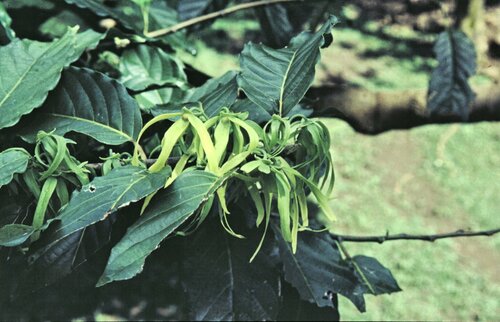 Cananga odorata iNat (2)