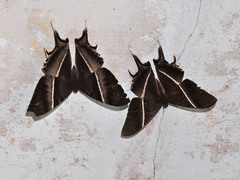 Tropical Swallowtail Moth