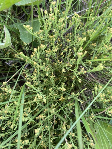 Red Maseka (Thesium pallidum)