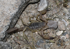 Smeringurus vachoni