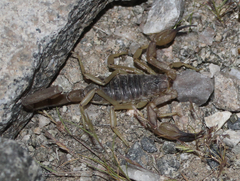 Smeringurus vachoni