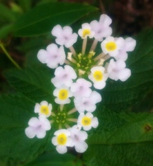 Lantana undulata
