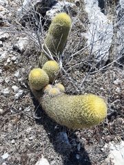 Coryphantha erecta