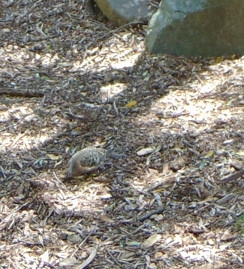 Common Bronzewing from Healesville Sanctuary, Glen Eadie Ave, Healesville VIC 3777, Australia on