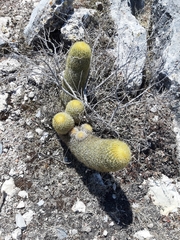 Coryphantha erecta