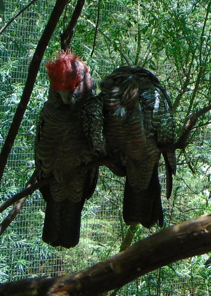 Gang Gang Cockatoo In December 2023 By Velimir INaturalist   Large 