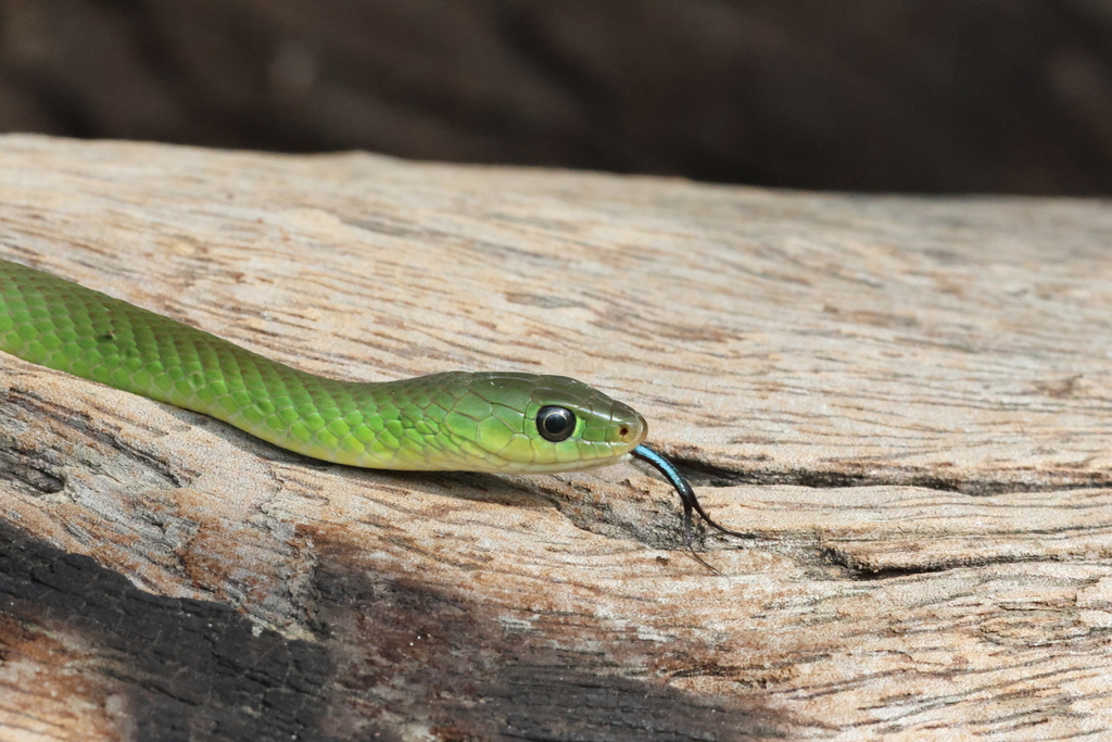 Green Water Snake From Mwomboshi, Zambia On December 15, 2023 At 08:04 