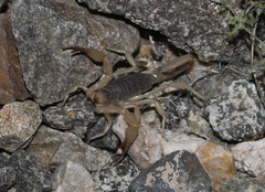 Smeringurus vachoni