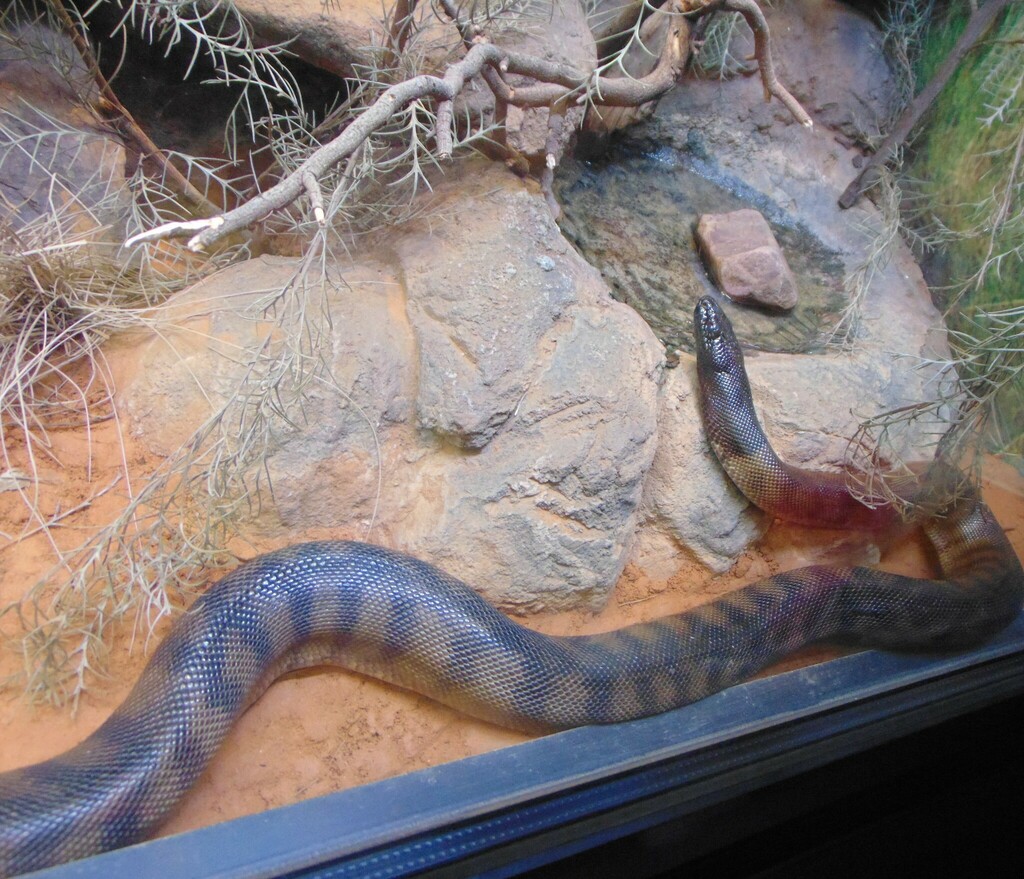 Blackheaded Python from Healesville Sanctuary, Glen Eadie Ave, Healesville VIC 3777, Australia