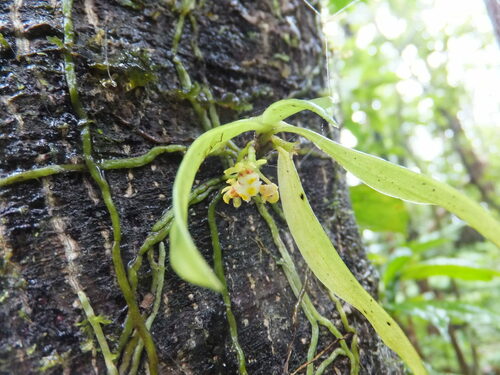 Gastrochilus japonicus iNat (1)