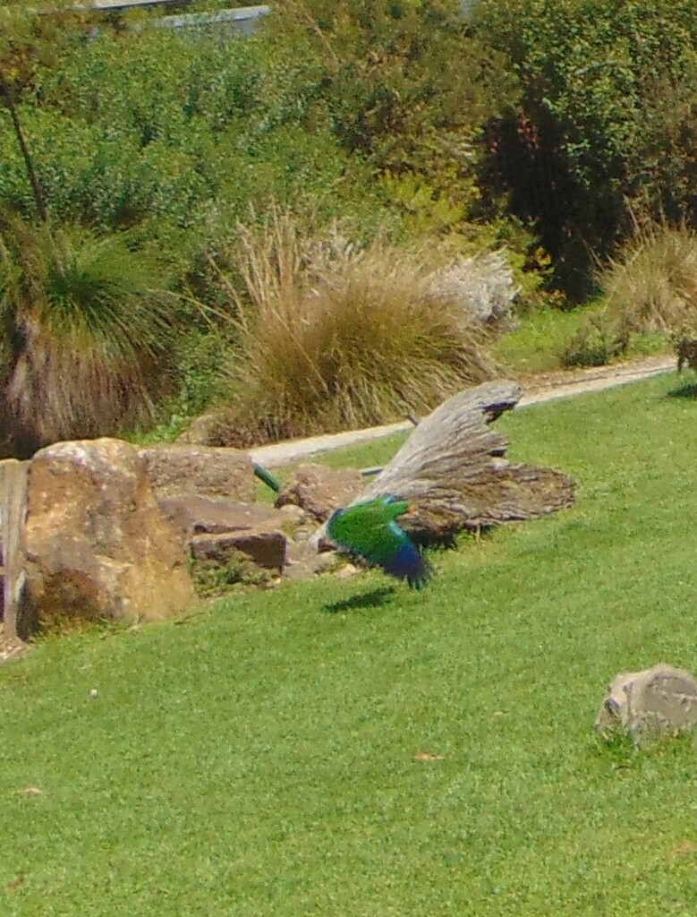 Australian Papuan Eclectus from Healesville Sanctuary, Glen Eadie Ave, Healesville VIC 3777