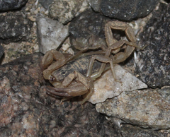 Smeringurus vachoni